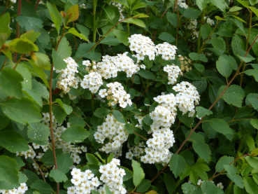 Prachtspiere (Spiraea Vanhouttei) Liefergröße: 50-80 cm